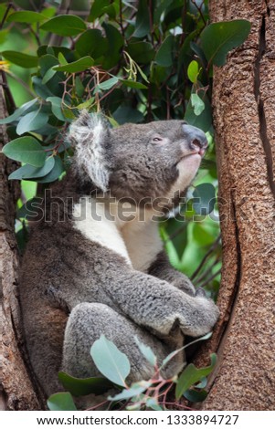Portrait cute Australian Koala Bear climbing in an eucalyptus tree and looking with curiosity. Kangaroo island