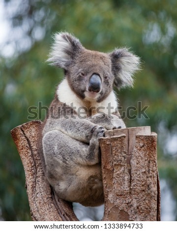 Portrait cute Australian Koala Bear sitting in an eucalyptus tree and looking with curiosity. Kangaroo island