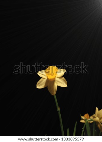 The photo shows a lonely blossoming yellow daffodil, aimed at an artificial light source on a black background close-up. Professional flower shooting