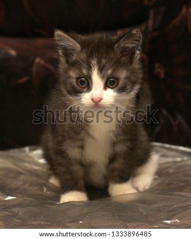 funny gray with white kitten on a dark background