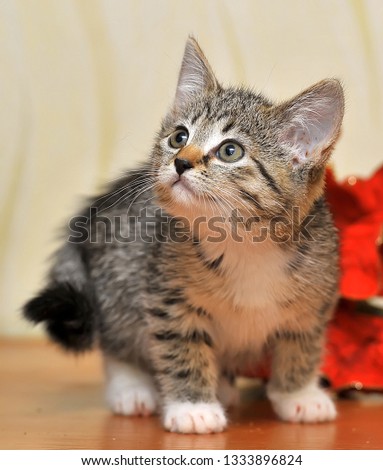 striped kitten and red flower