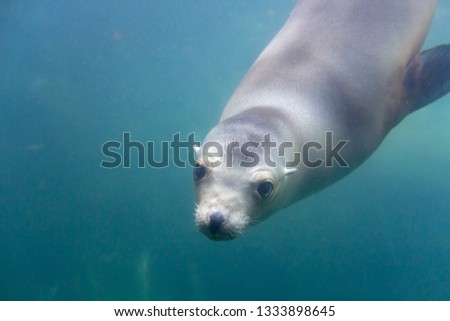 A close up picture of a cute Sea Lion swimming underwater. 