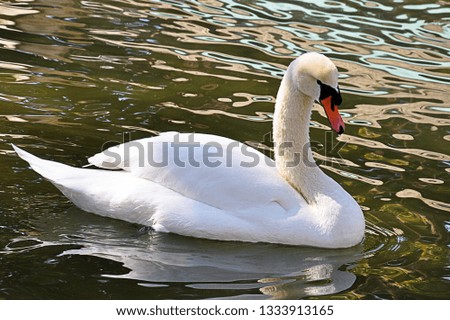 A swan in a pond