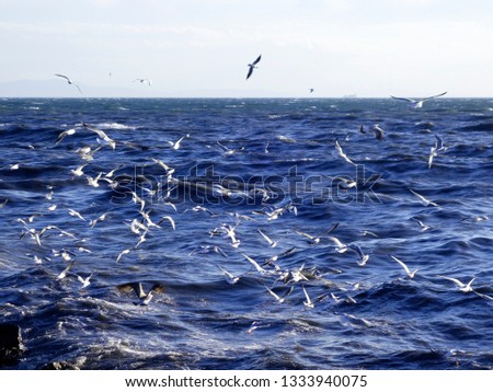 Seagulls on the beach amid waves