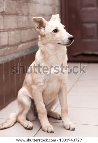 white dog mixed breed on near door and brick wall in shelter