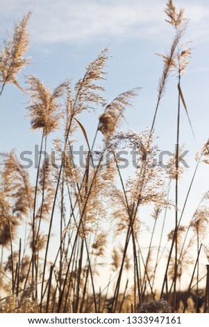 reeds with blue sky and sunlight