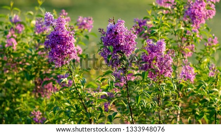Blooming lilac branch in springtime. Violet florets of lilac spring in garden. Blossoming syringa branch. Nature wallpaper background. Image does not focus.