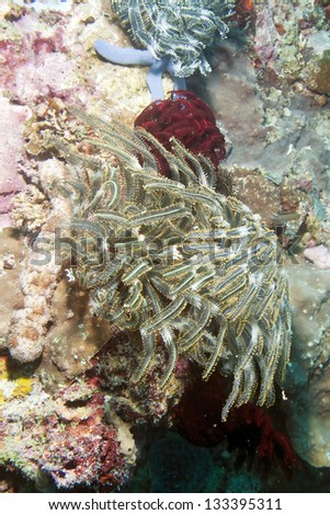 Feather star (Crinoid) _Sea lily