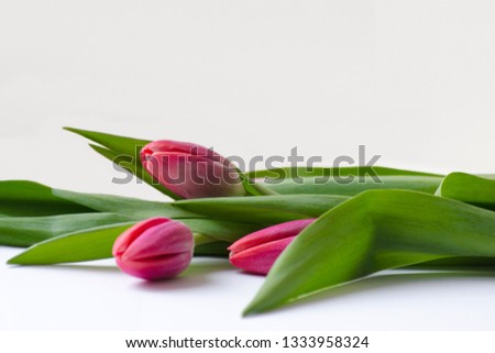 Bouquet of pink three tulips with green leaves on a white background. Beautiful flower in the spring season. Top view of empty space