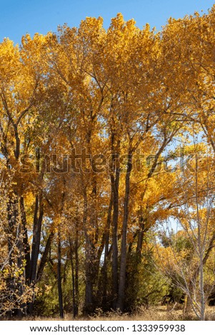 tall trees with yellow autumn leaves in Bishop, California, USA