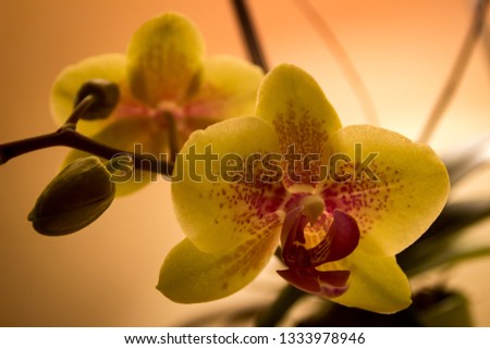 flower macro photography