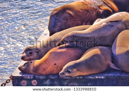 Close up picture of sea lions, resting on a pier in San Francisco, USA