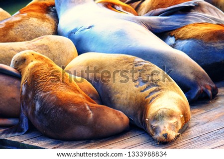 Close up picture of sea lions, resting on a pier in San Francisco, USA