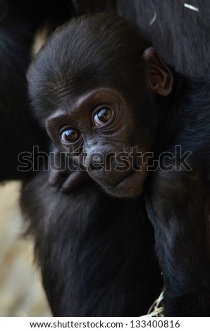 gorilla Royalty-Free Stock Photo #133400816