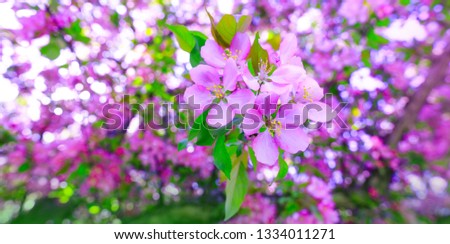 Natural branch of purple cherry blossom during spring season. Tree of apple blossoms in stunning sunny day. Beautiful pink flowers as background for easter hollyday. Best picture of spring celebration