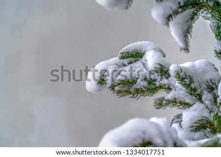 Snow covered fir tree in Daybreak Utah