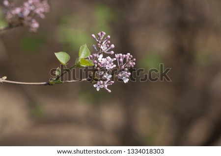 Blooming lilac image