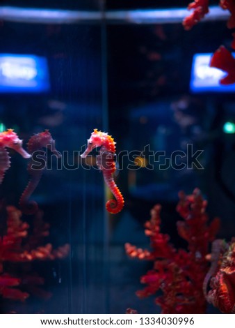 Sea horse in aquarium. These seahorses live in the warm seas around Indonesia, Philippines and Malaysia. They are usually yellow and have an unusual black and white striped nose.