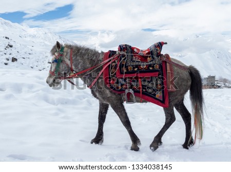 A horse in saddle and blanket in the snow mountains of the Himalayas. Royalty-Free Stock Photo #1334038145
