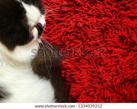 Closeup face and eyes showing sad and lonely emotions of white-black cats lying on the red carpet. Image contain certain grain or noise and soft focus.
