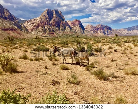 Nevada Desert Mules