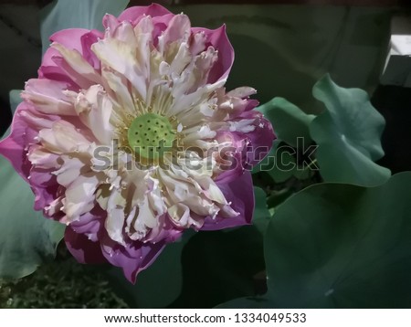 Lotus flower, big pink petals With yellow stamens in the middle With a green lotus leaf as a backdrop