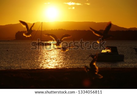 Sunset on the beautiful summer coast where seagulls dance.