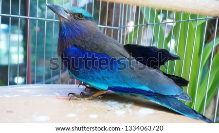 Closeup of beautiful blue Asian koel bird or Eudynamys scolopaceus in scientific name in cage