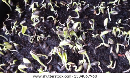 Growing sunflowers sprouts