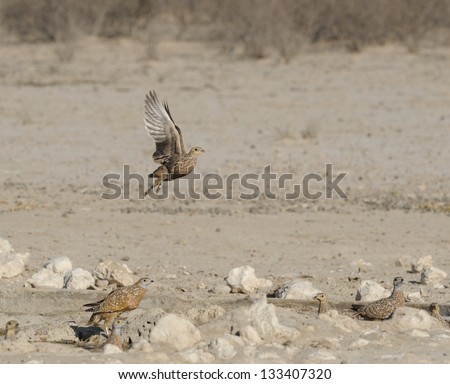 Sand grouse at kalahari desert waterhole, Lijersdraai, Kgalagadi transfrontier park.