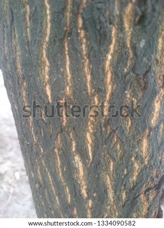 the surface of the mango tree skin