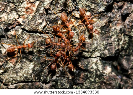 Red ants are on the tree.