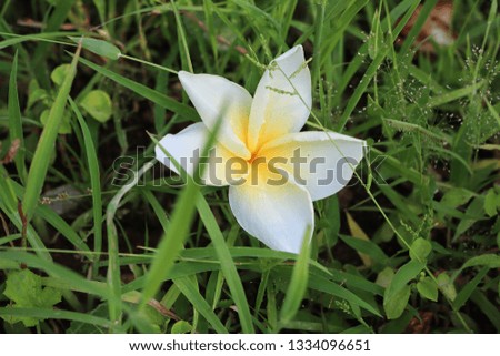 White flowers fall on the green grass. Abstract background image