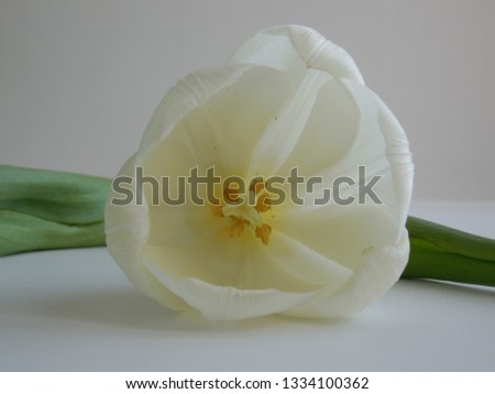 Blurred background with white tulip.