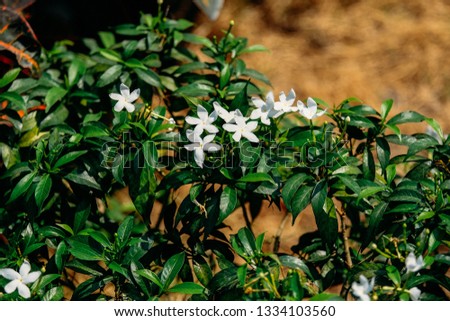 White cape Jasmine flowers (Jasminum Polyanthum) in the park or garden. Tropical green leaves nature background. Group of white Sampaguita Jasmine or Arabian Jasmine.