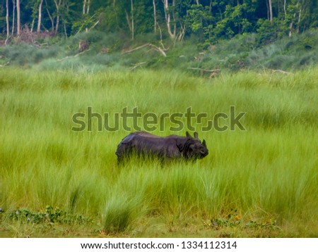 rhinoceros on tall grass near riverbank