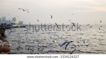 Seagulls flying on sky over sea have many people come to filed the food to the seagulls, at Bangpu, Thailand.