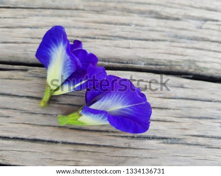 Close-up pictures of pea flowers on the clitoria ternatea wood board background