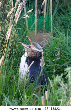 Rare yellow eyed penguin in grass in New Zealand 