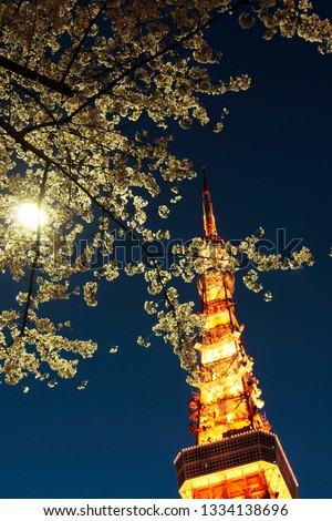 tokyo tower night view with cherry blossom, sakura