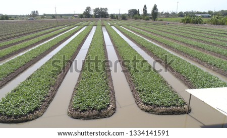 Thai kale plots Offering high-angle images