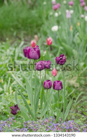 Purple colored tulip Greuze flowers in spring field. Purple bright tulip   Royalty-Free Stock Photo #1334143190