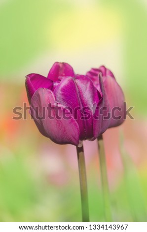 Lilac flower tulip by sunlight. Purple tulip flower. Field with purple lilac tulips