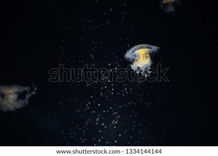 jellyfish darkness in water