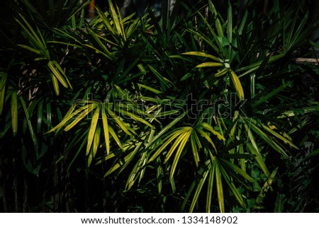 Background image of leaves