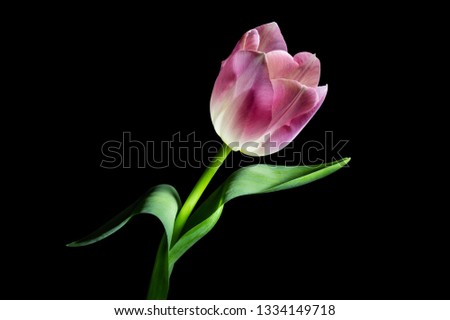 Still Life Tulip