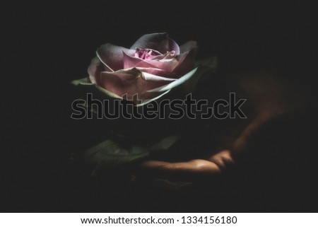 Giving you a Rose