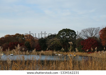 The pond of Susuki grass in the National Showa Kinen Park at Tokyo in Japan
