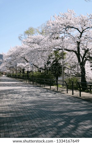 Japanese cherry blossom tree along the street