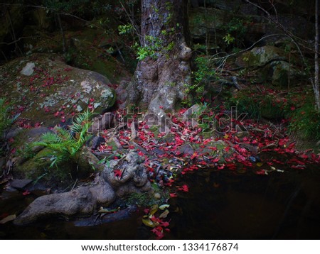 Red maple leaves fall on the floor and on the rock echoes near the swamp in the fall.)